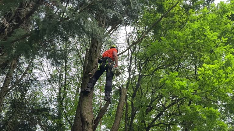 Professional Tree Care Services in Shirley, NY