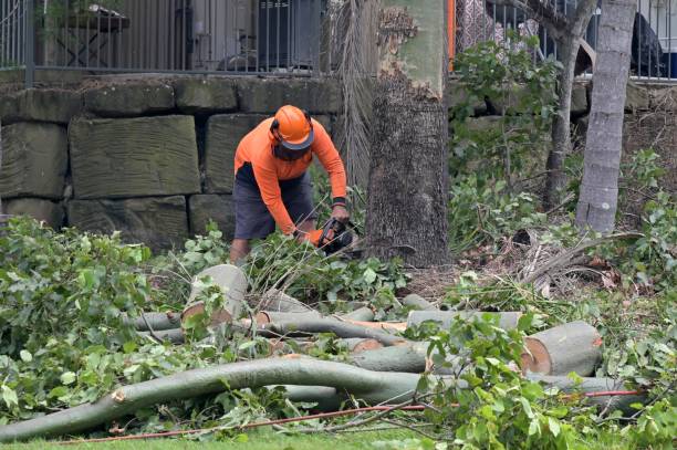 How Our Tree Care Process Works  in  Shirley, NY